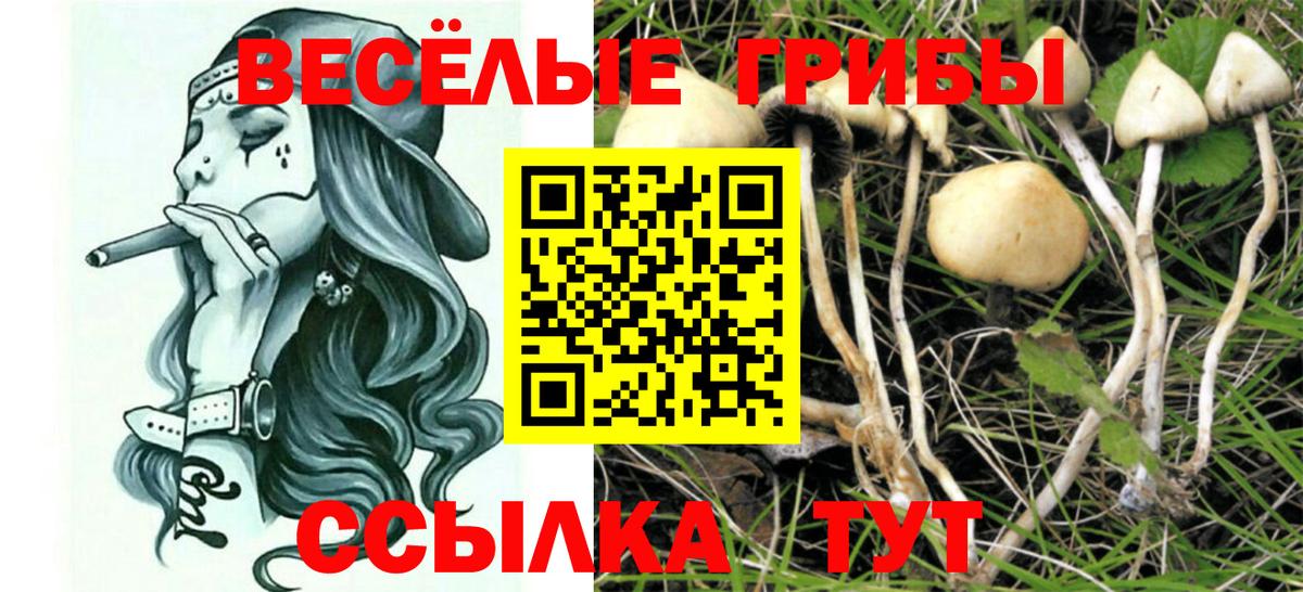 Псилоцибиновые грибы Psilocybine cubensis Миллерово